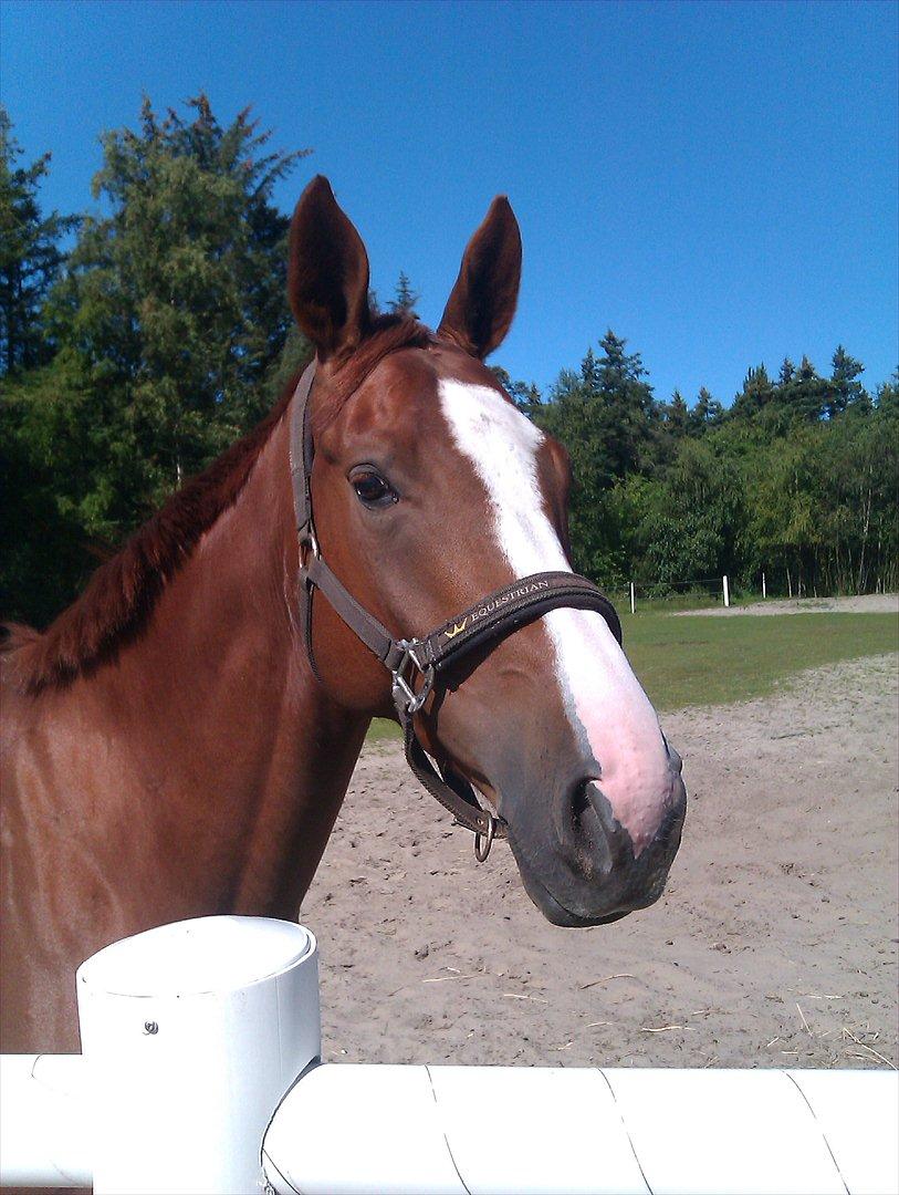 Anden særlig race Glenfoyle billede 1