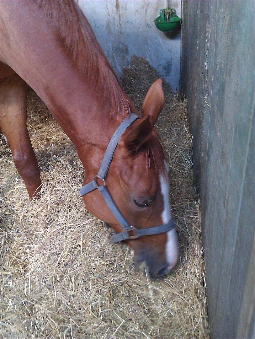 Anden særlig race Glenfoyle billede 3
