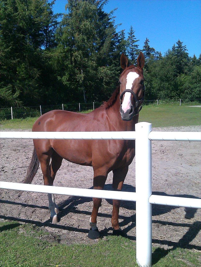 Anden særlig race Glenfoyle billede 2