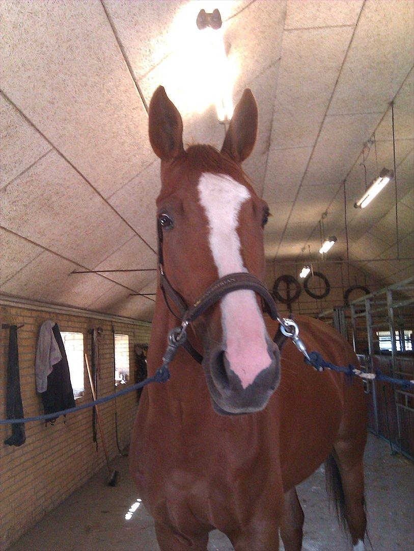 Anden særlig race Glenfoyle billede 4