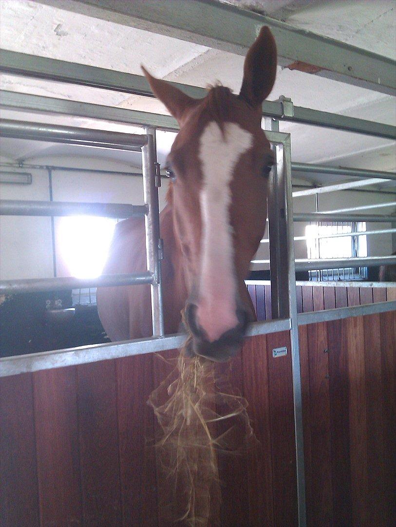 Anden særlig race Glenfoyle billede 5