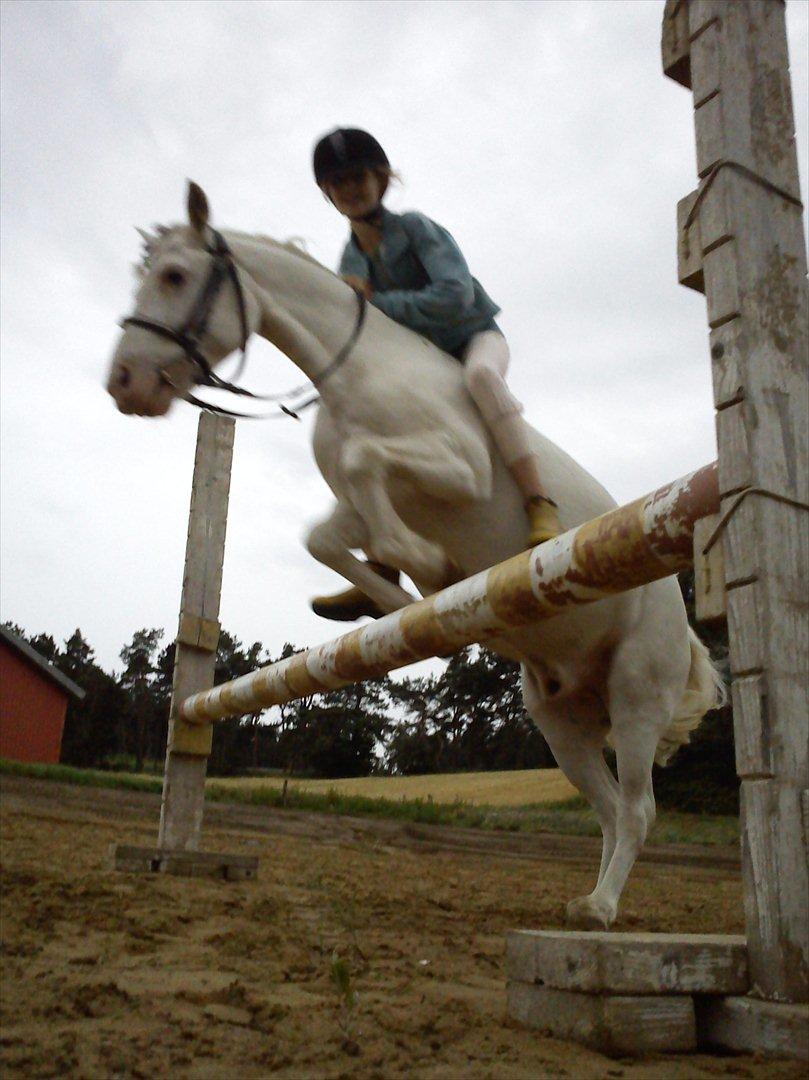 Knabstrupper spidi (søsters pony) billede 7