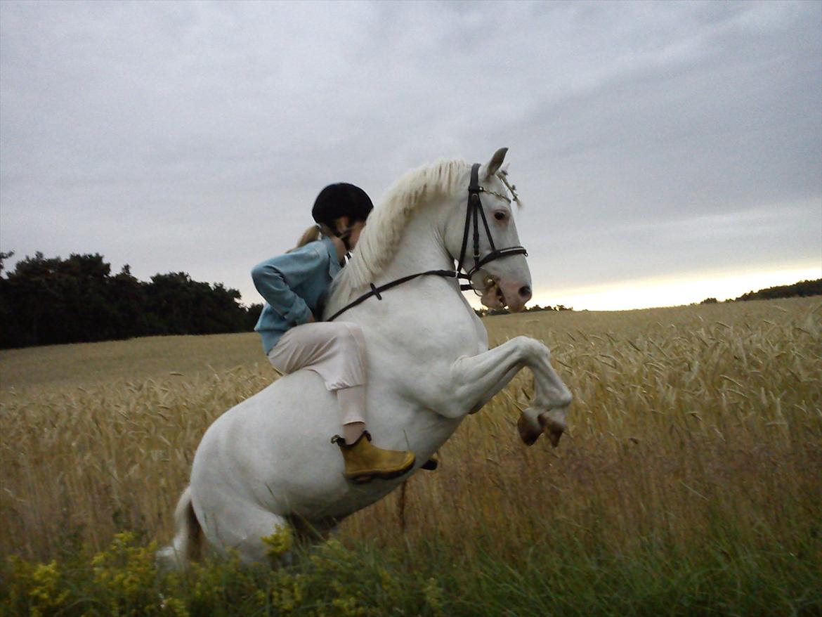 Knabstrupper spidi (søsters pony) billede 1