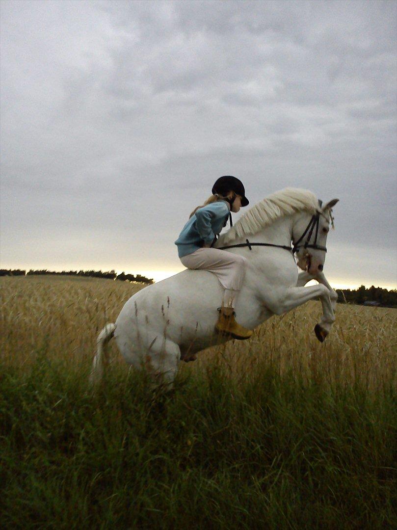 Knabstrupper spidi (søsters pony) billede 8