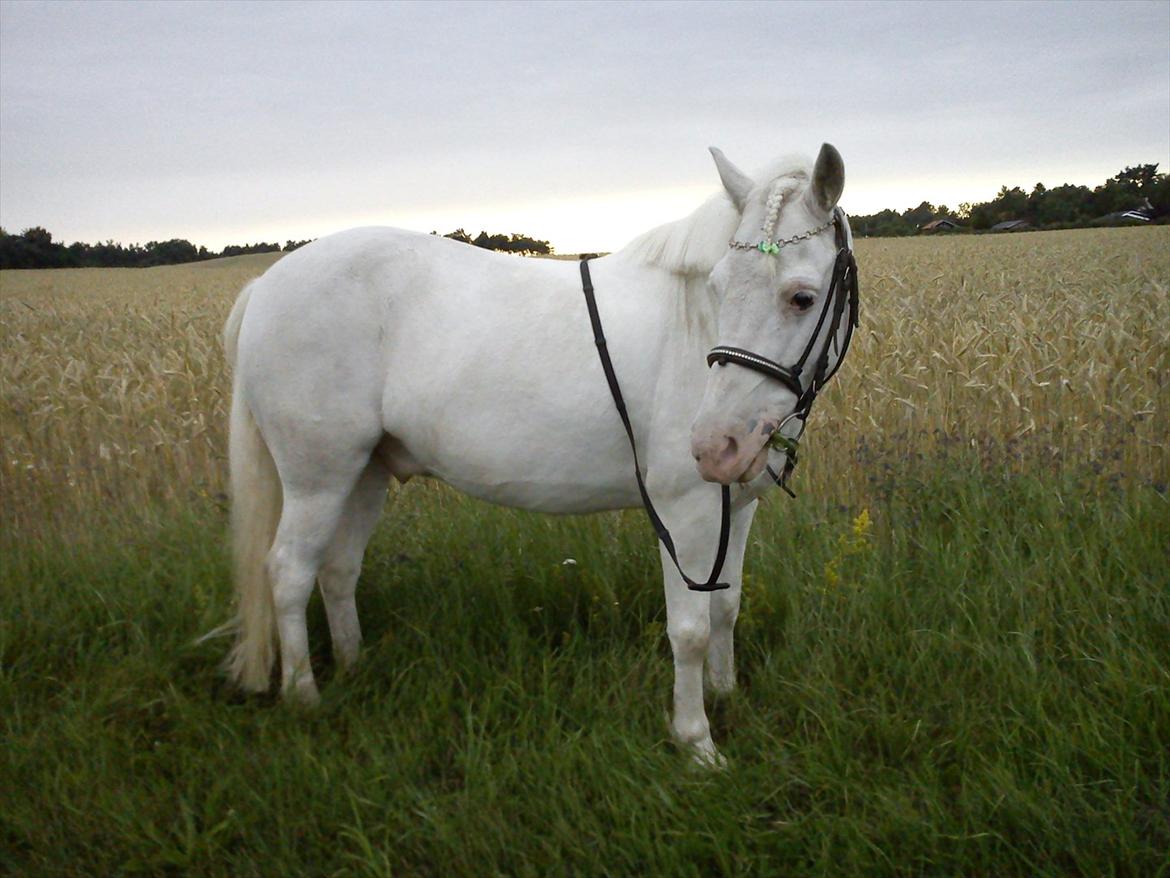 Knabstrupper spidi (søsters pony) billede 9