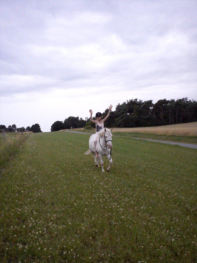 Knabstrupper spidi (søsters pony) billede 10