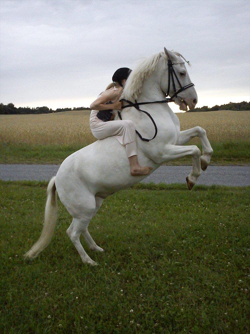 Knabstrupper spidi (søsters pony) billede 11