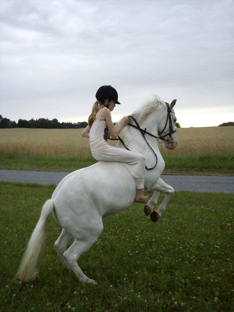 Knabstrupper spidi (søsters pony) billede 12