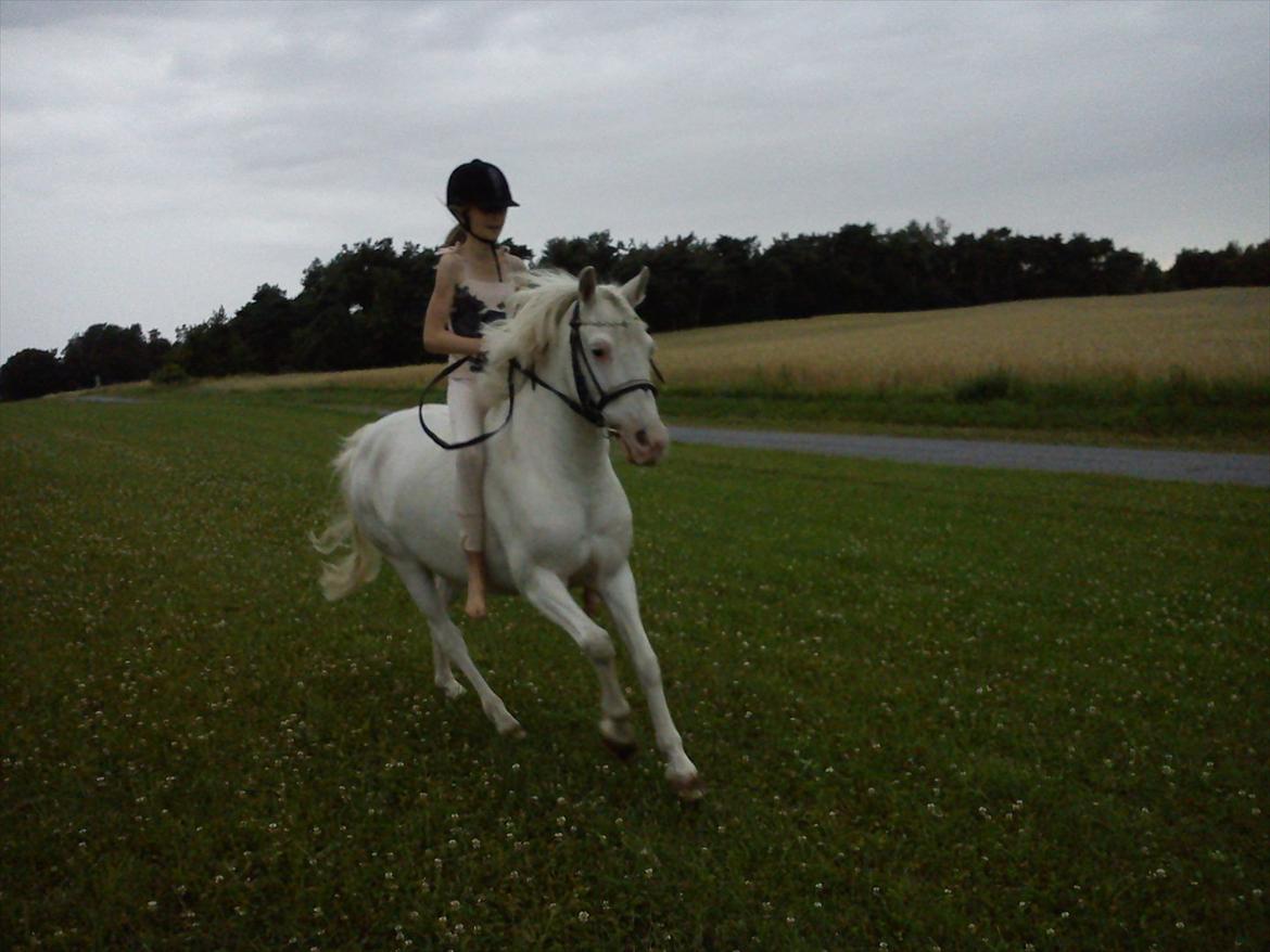 Knabstrupper spidi (søsters pony) - beutiful!<3 billede 13