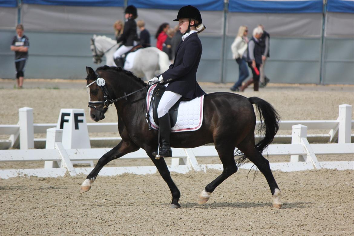 Welsh Mountain (sec A) Fakla Gerald A-pony  ¤Solgt¤ - Danmarksmesterskabet 2010! Du er noget helt særligt, som ikke kunne gøre mig mere stolt end du har gjordt! Jeg elsker og savner dig, mere end ord kan beskrive det :-*!
Fotograf: Horsepictures (Mie Winding) billede 19