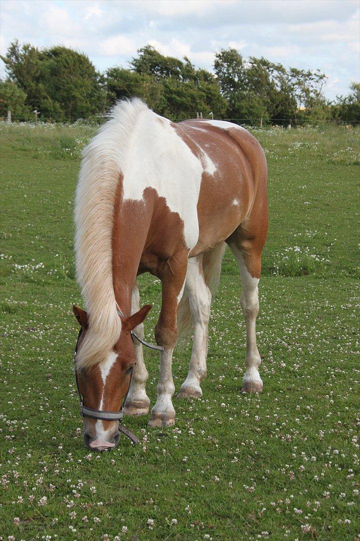 Pinto Julius | A-pony | Til saalg  - Er på sommergræs, uhmmmm billede 21