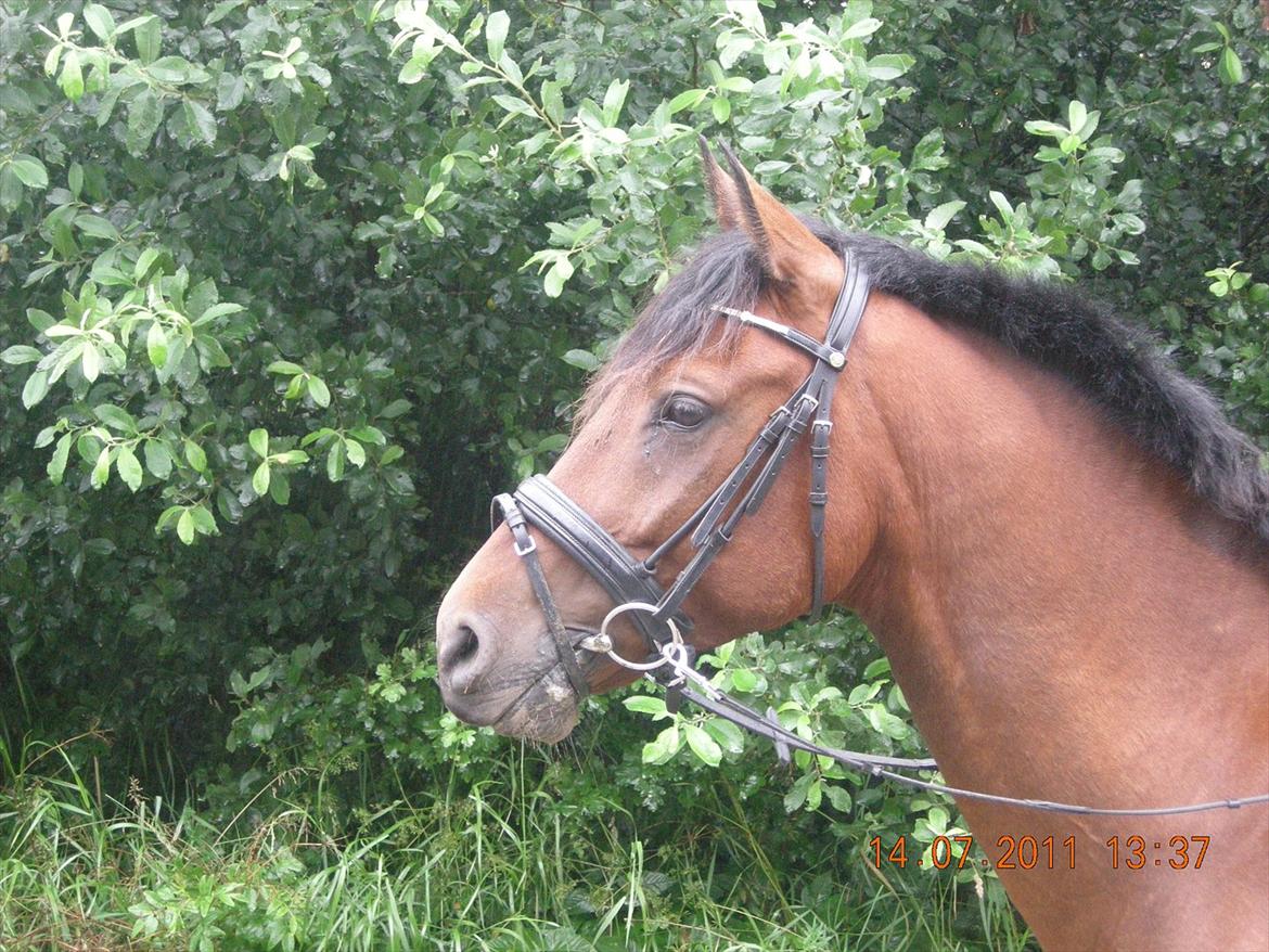 Anden særlig race Frederik Eliselund<3 billede 9