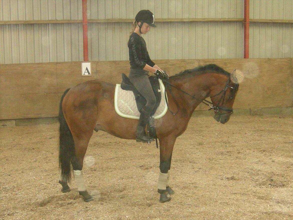 Anden særlig race Frederik Eliselund<3 billede 8