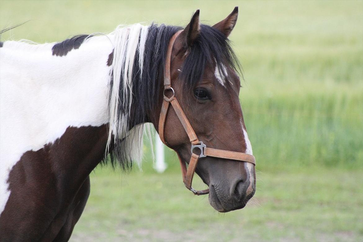 Anden særlig race Tinka billede 15