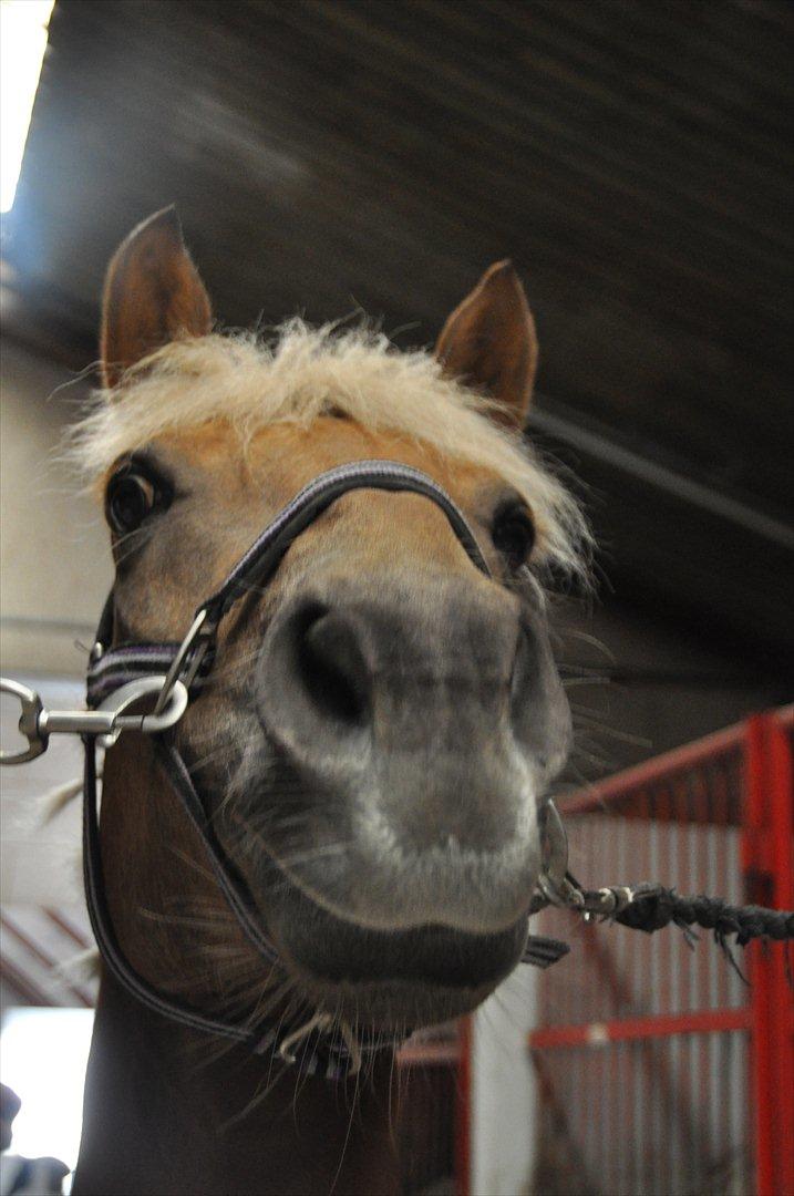 Haflinger Bosse *EUR* - Haha, sådan ser Bosse tit ud når man kommer med en godbid :b madglade pony! Forår 2011 Foto: Stine L. billede 13