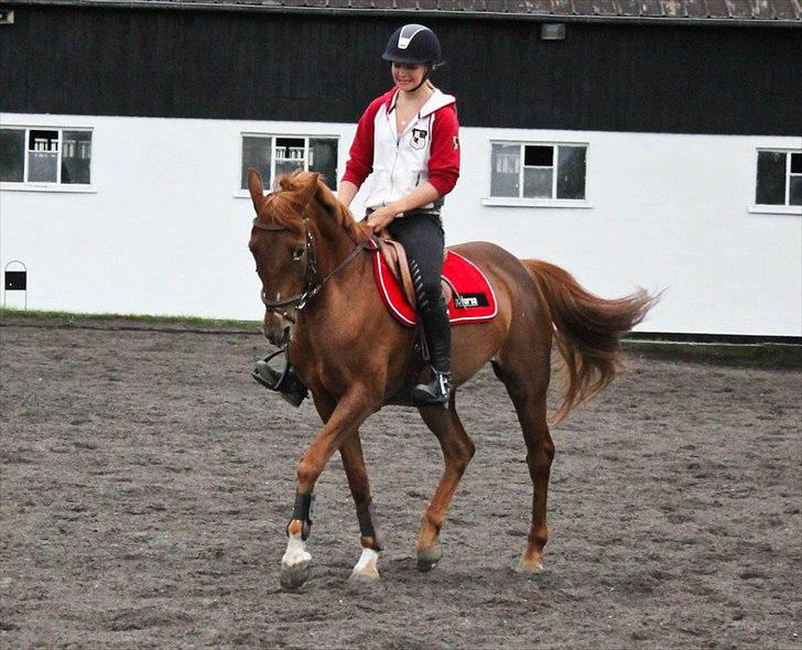 Hollandsk Sportspony iris billede 15