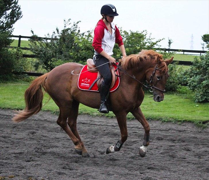 Hollandsk Sportspony iris billede 17