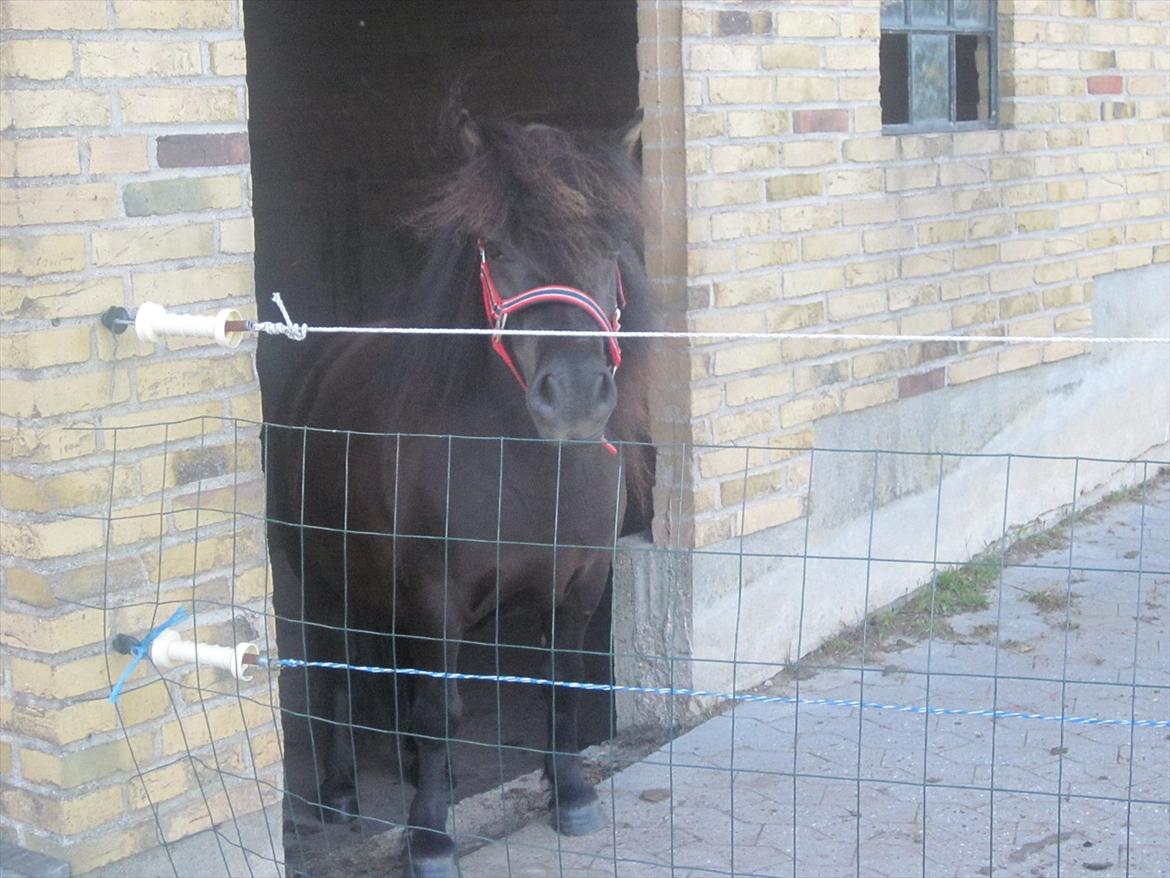 Shetlænder Robin Af Skårupøre - taget d. 11 juli 2011 billede 2