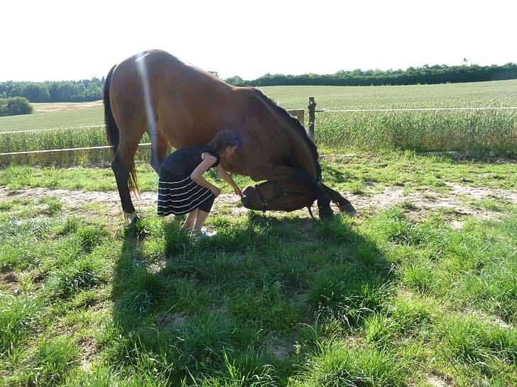 Anden særlig race Contess billede 14