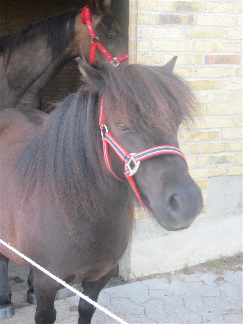 Shetlænder Robin Af Skårupøre - taget d. 11 juli 2011 billede 3