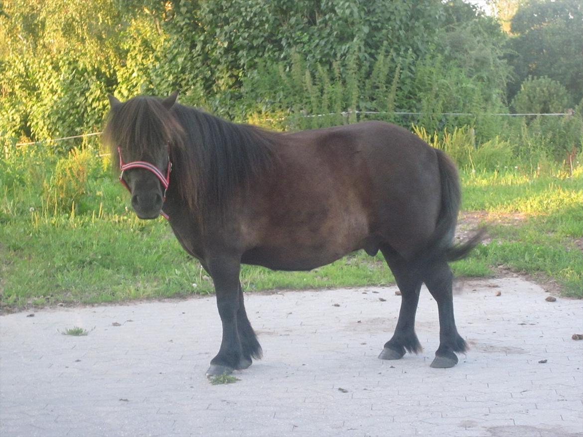 Shetlænder Robin Af Skårupøre - taget d. 11 juli 2011 billede 4