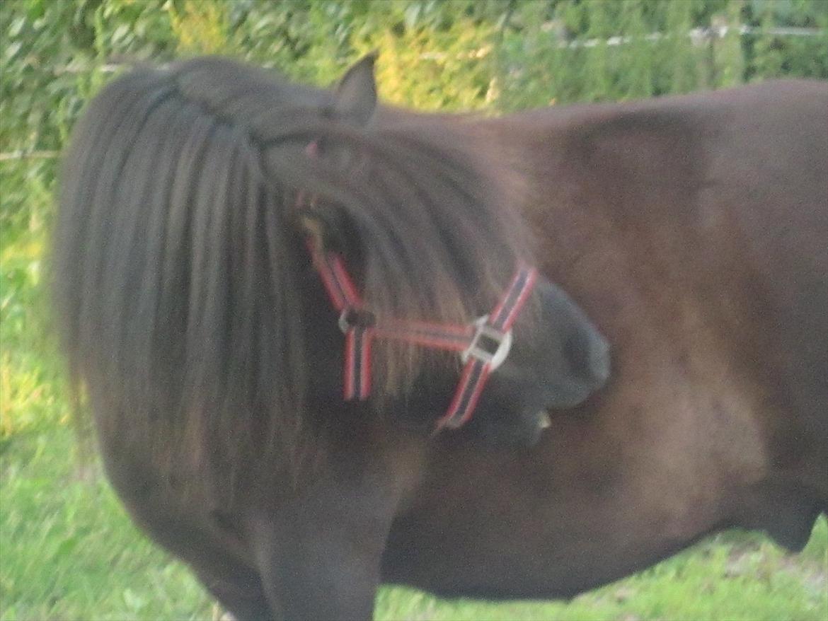 Shetlænder Robin Af Skårupøre - taget d. 11 juli 2011 billede 5