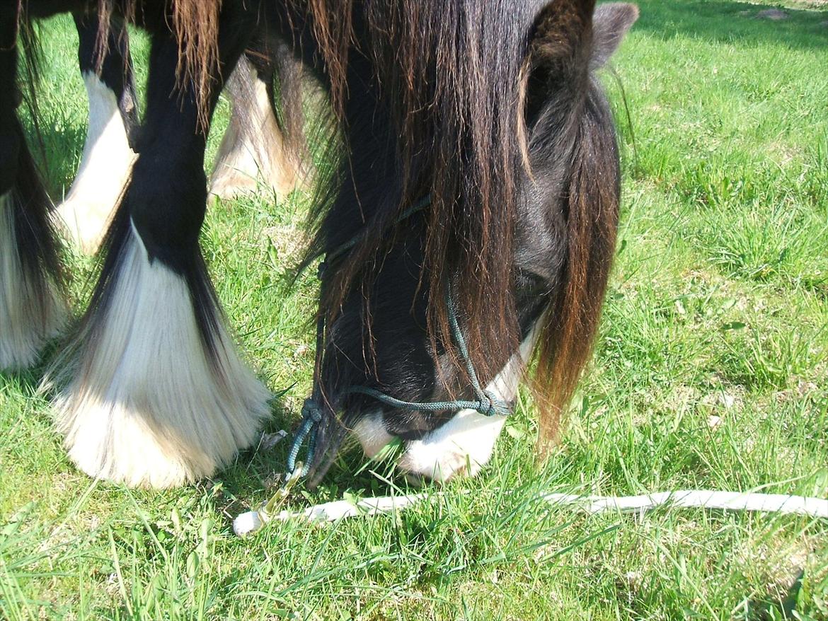 Tinker Aasgaard's Mac. Gregon billede 9