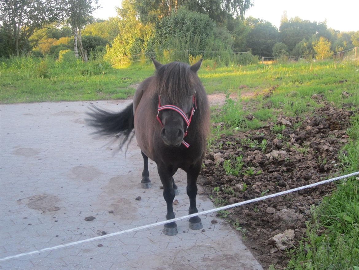 Shetlænder Robin Af Skårupøre - taget d. 11 juli 2011 billede 6
