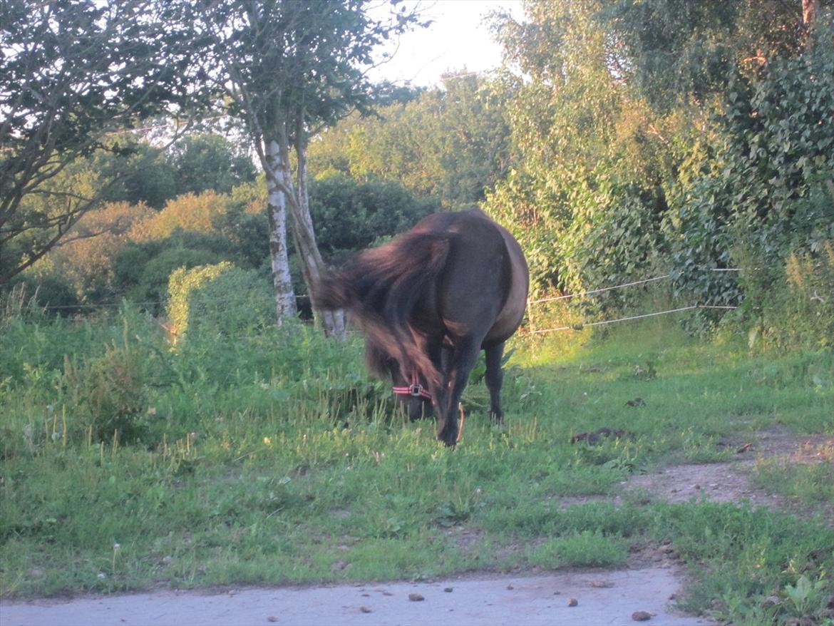Shetlænder Robin Af Skårupøre - taget d. 11 juli 2011 billede 8