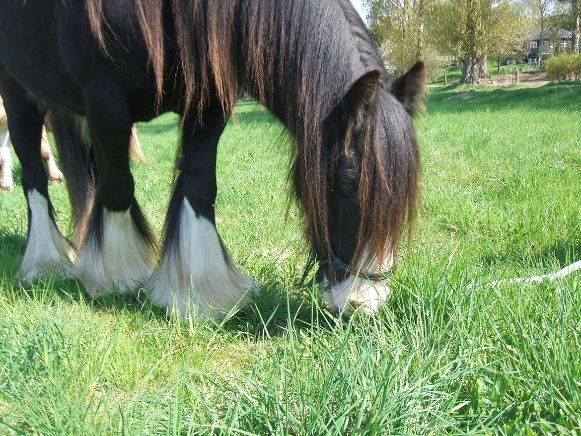 Tinker Aasgaard's Mac. Gregon billede 10