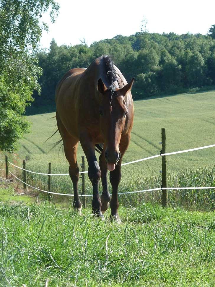 Anden særlig race Contess - 17. :p billede 11