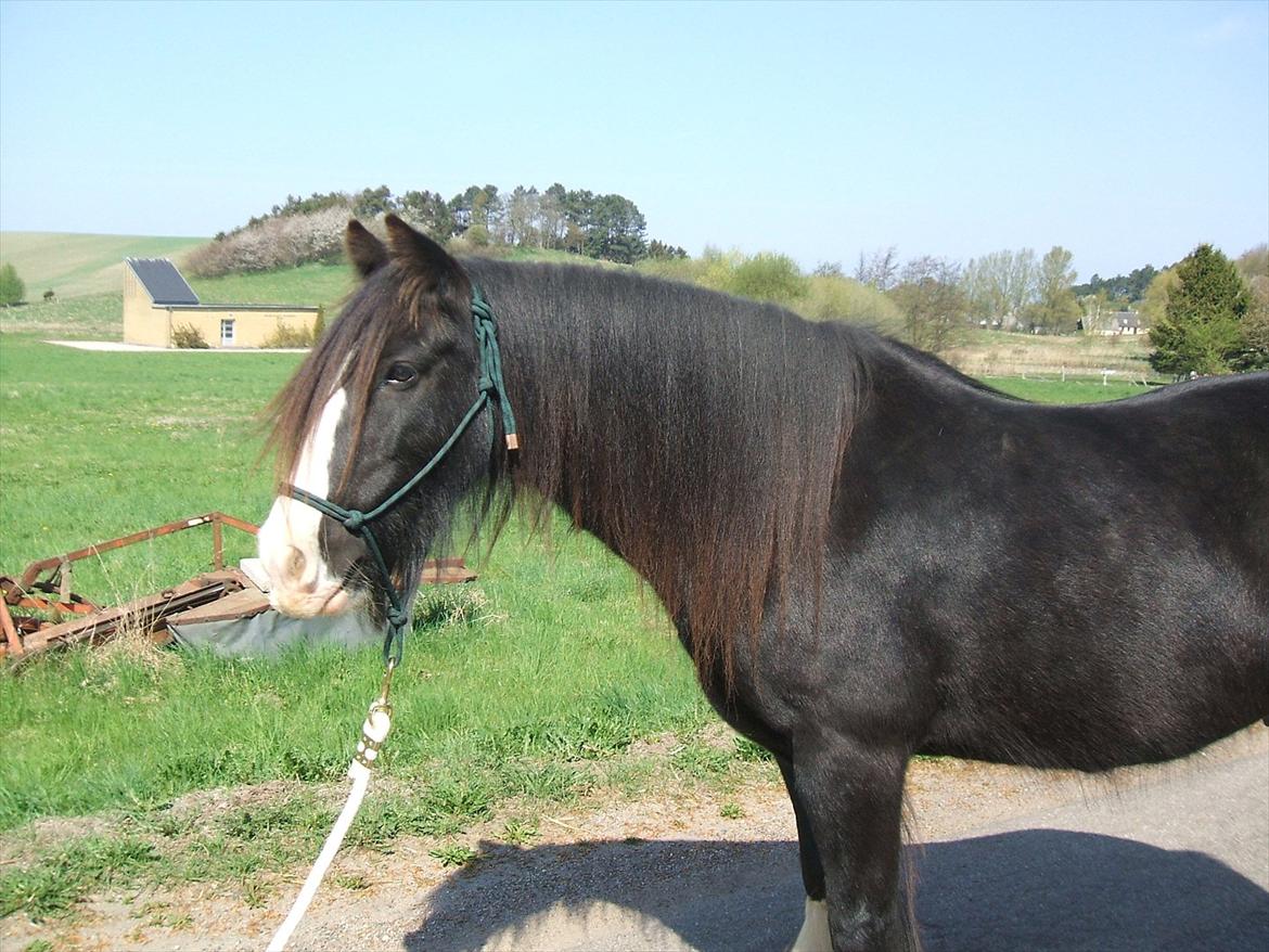 Tinker Aasgaard's Mac. Gregon billede 13