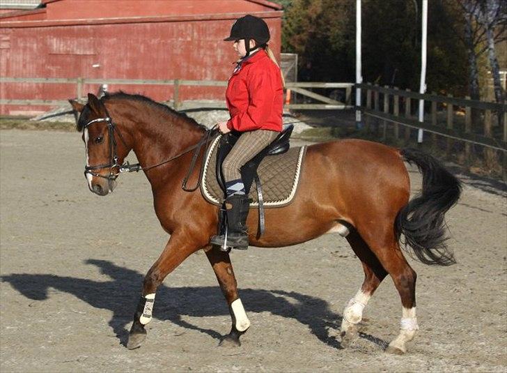 Hollandsk Sportspony Danny - Danny til dagens arbejde:-) billede 12
