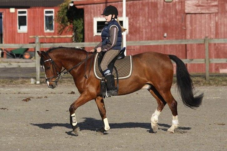 Hollandsk Sportspony Danny - Danny til dagens arbejde:-)  billede 1