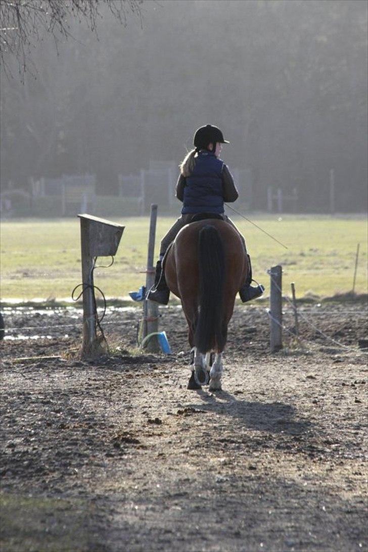 Hollandsk Sportspony Danny - Min sidste tur på ham :') billede 4