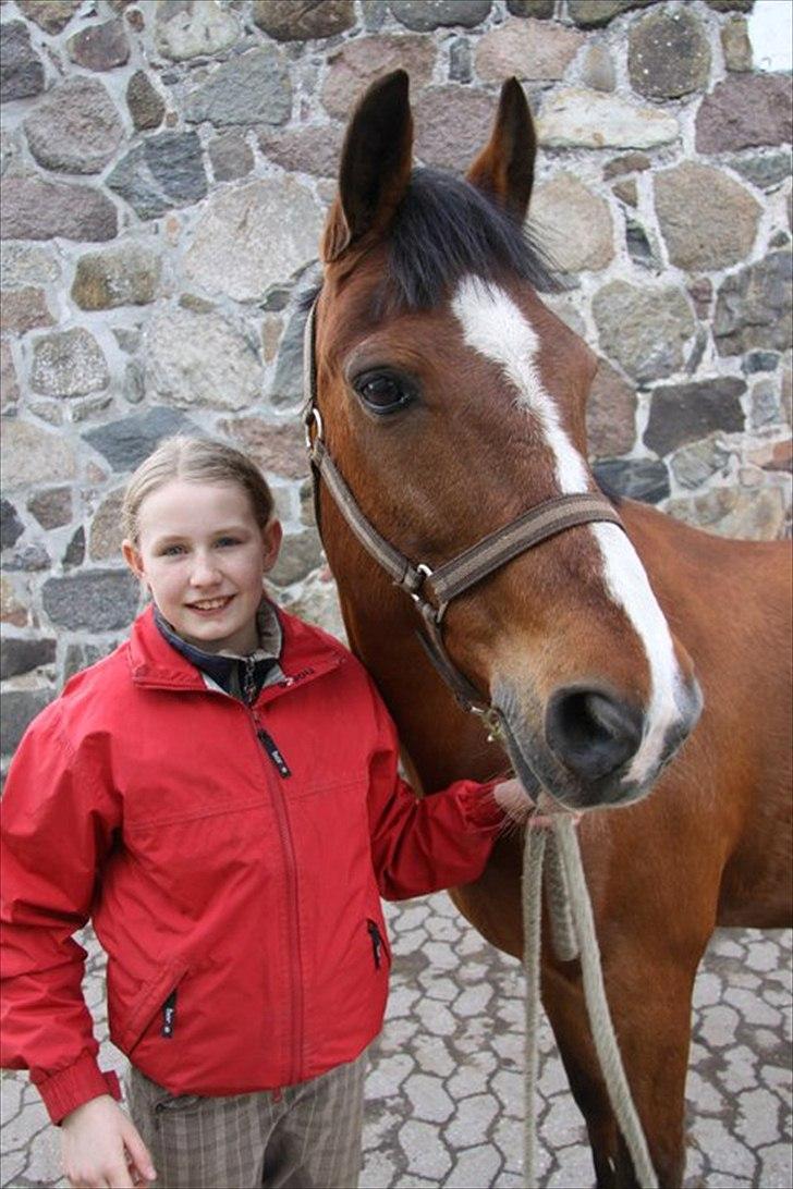 Hollandsk Sportspony Danny - Dannys kønne hoved. billede 7