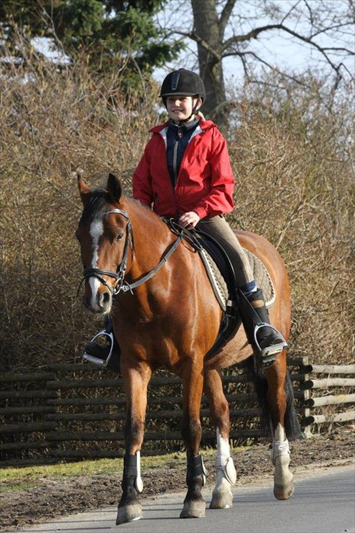 Hollandsk Sportspony Danny - Danny på vej hen til dagens arbejde billede 8