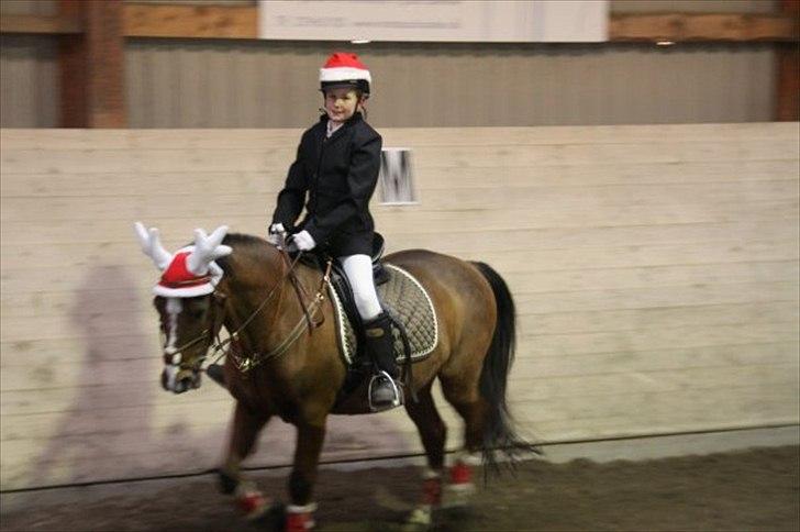 Hollandsk Sportspony Danny - Danny til jule stævne billede 9