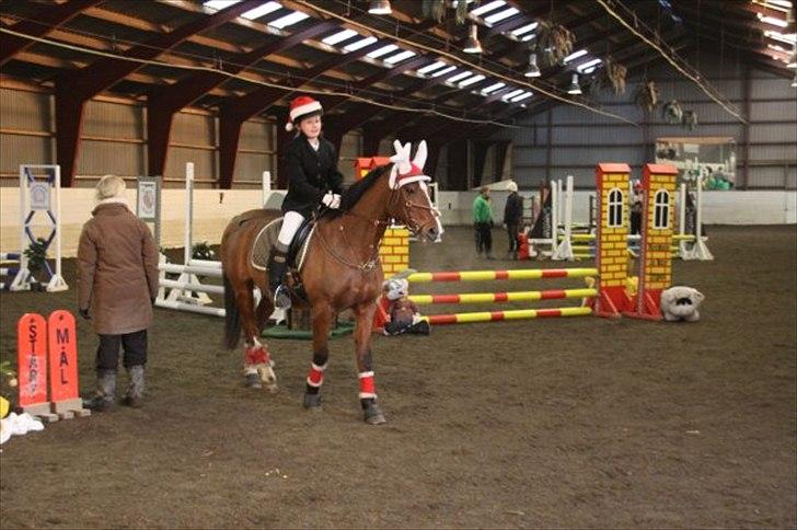 Hollandsk Sportspony Danny - Danny til jule stævne billede 20