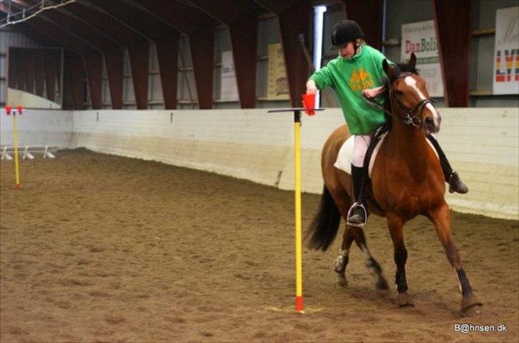 Hollandsk Sportspony Danny - Danny til ponygames-stævne:-) billede 10