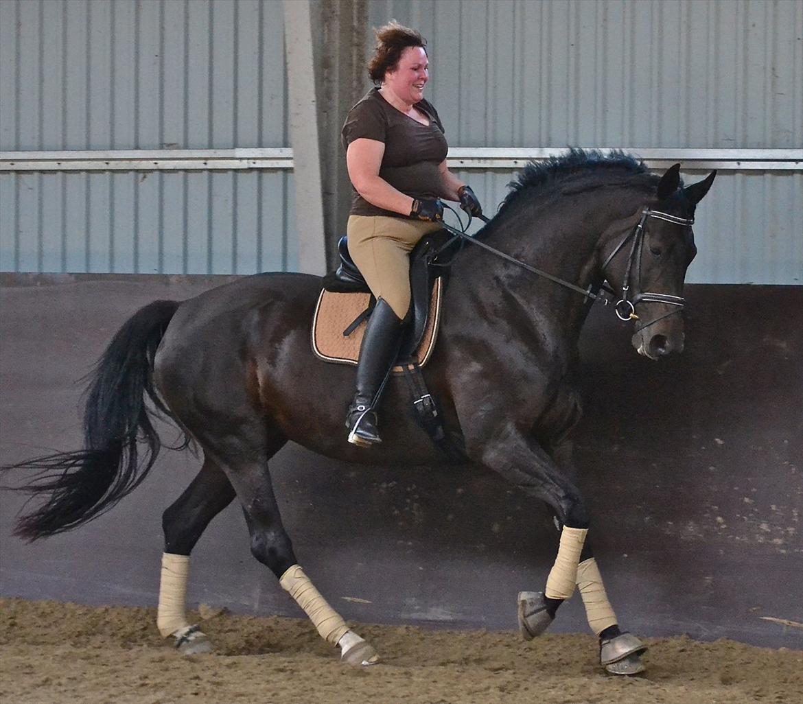 Dansk Varmblod DENISE billede 10