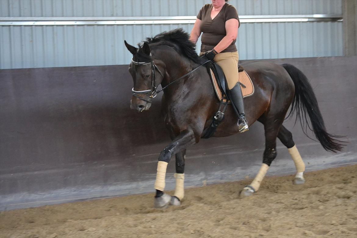 Dansk Varmblod DENISE billede 11