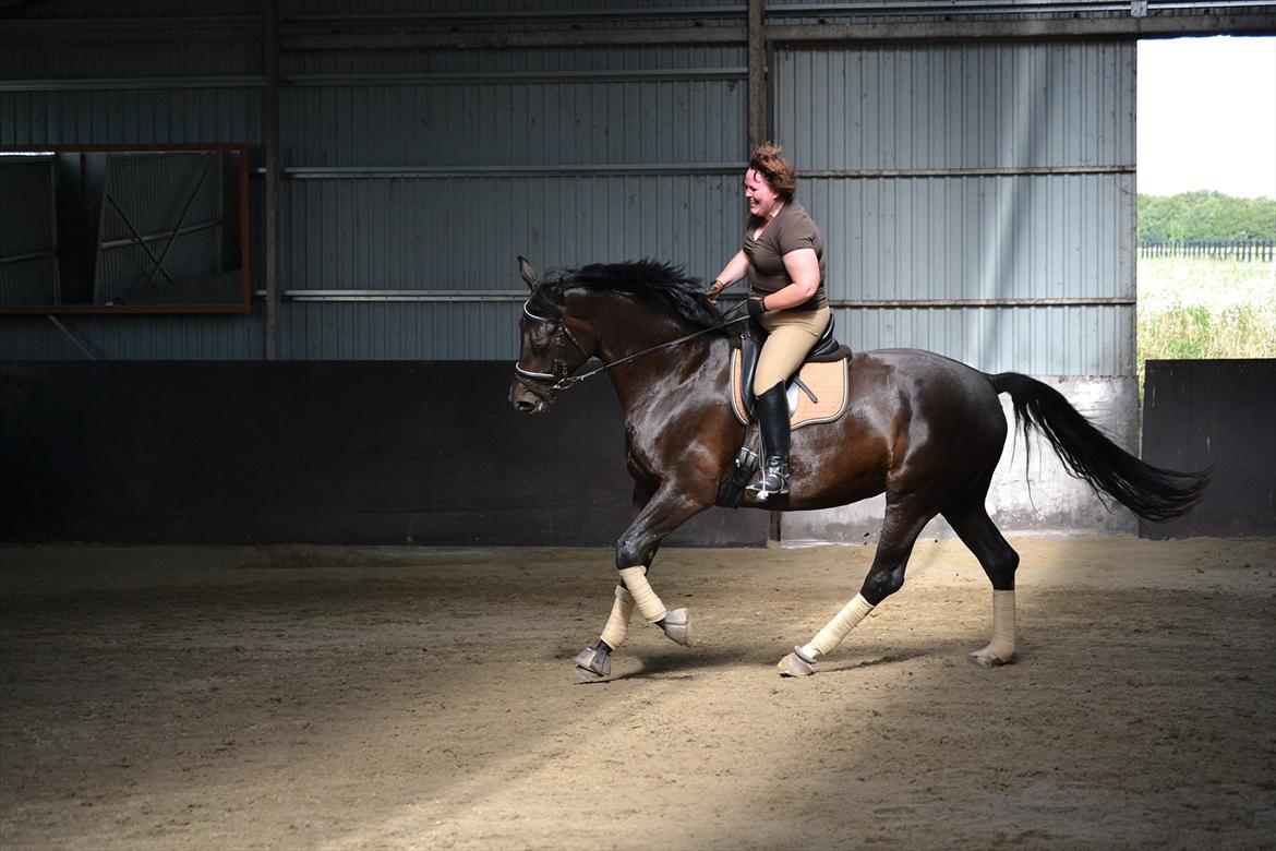 Dansk Varmblod DENISE billede 12