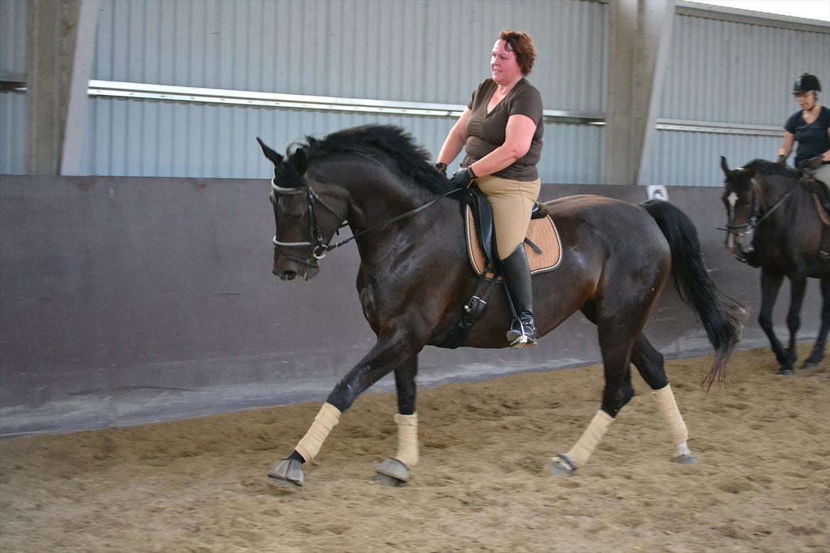 Dansk Varmblod DENISE billede 13