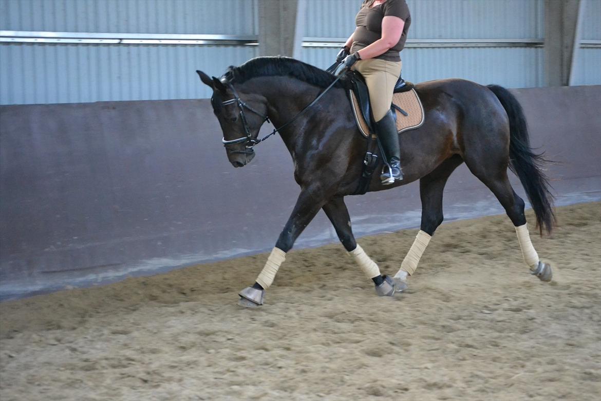 Dansk Varmblod DENISE billede 14