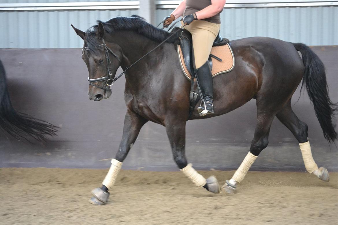 Dansk Varmblod DENISE billede 15