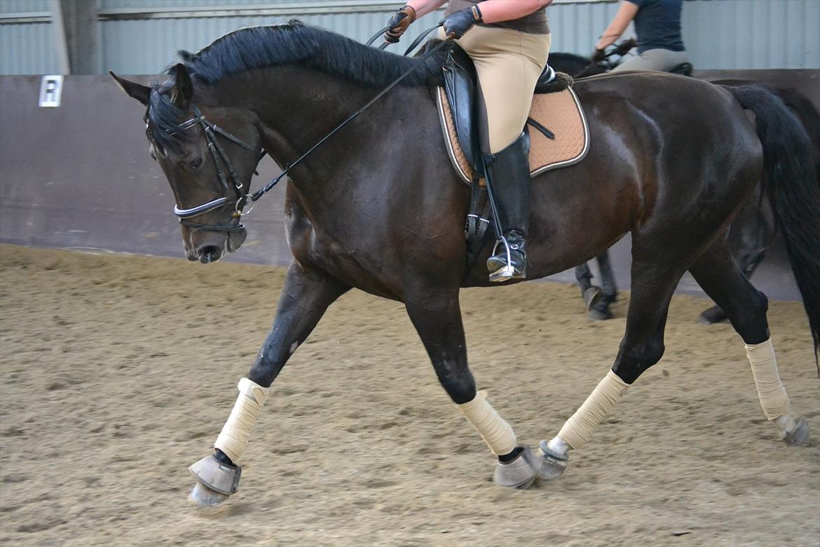 Dansk Varmblod DENISE billede 16