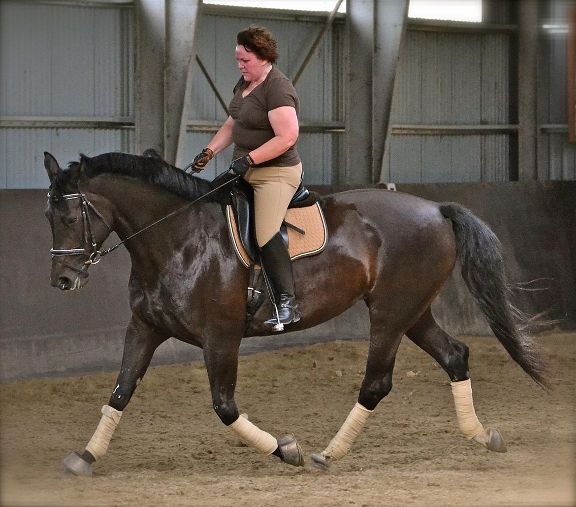 Dansk Varmblod DENISE billede 17