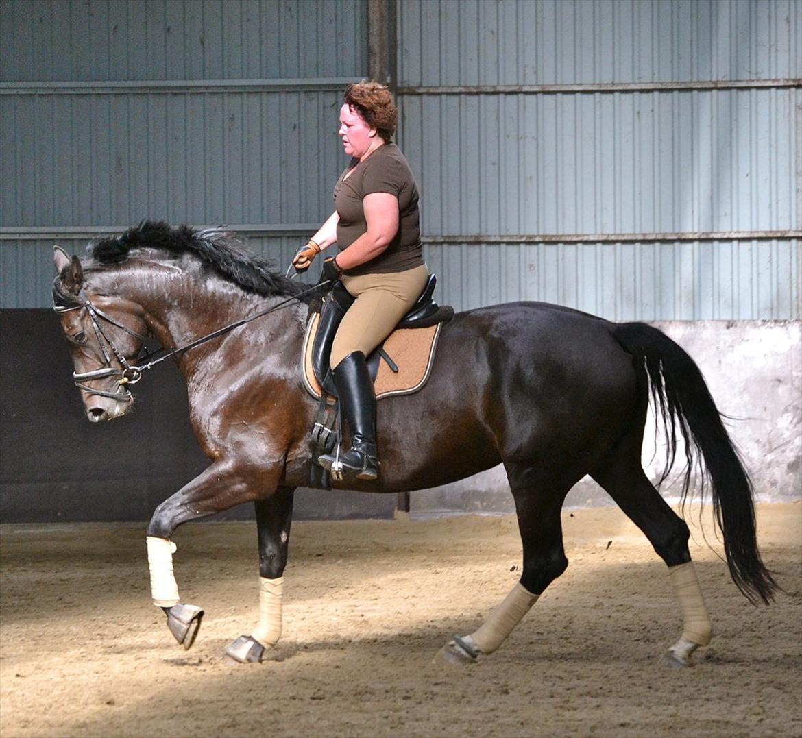 Dansk Varmblod DENISE billede 18