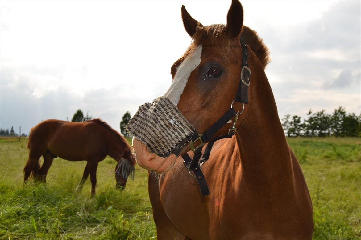 Hollandsk Sportspony Jupeter *SOLGT* - Du smuk! Foto: (Mig) billede 7